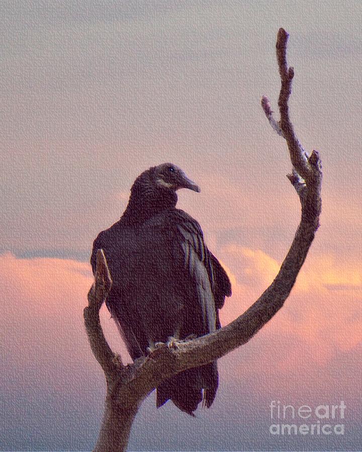 Black Vulture Photograph by Lilliana Mendez
