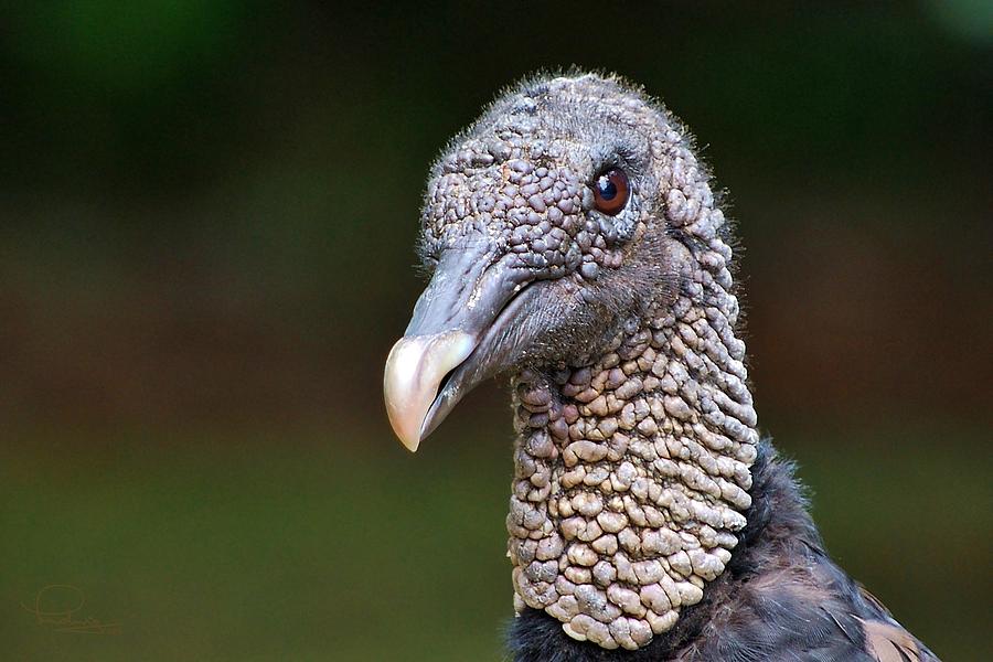 Black Vulture Photograph by Ludwig Keck