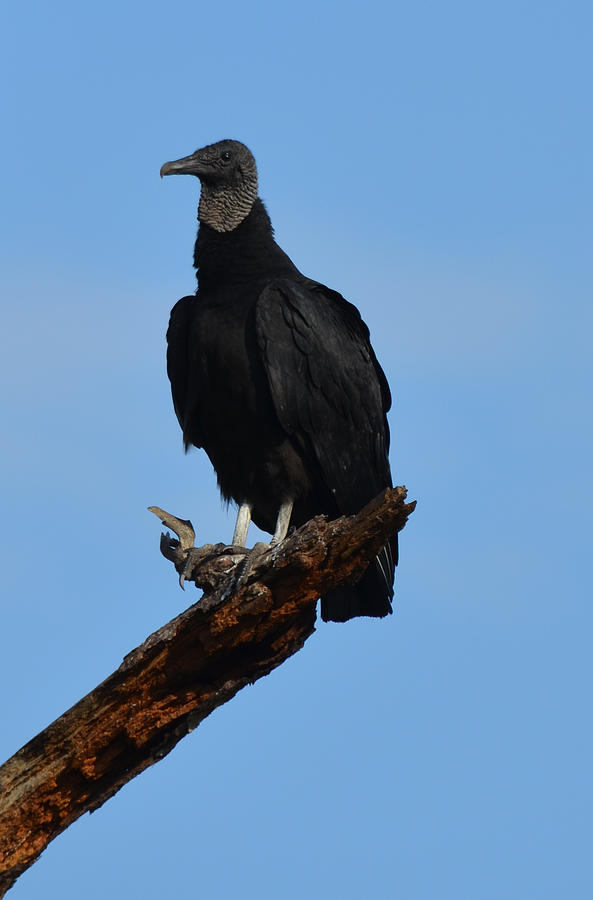 Black Vulture on a Branch Photograph by Richard Bryce and Family