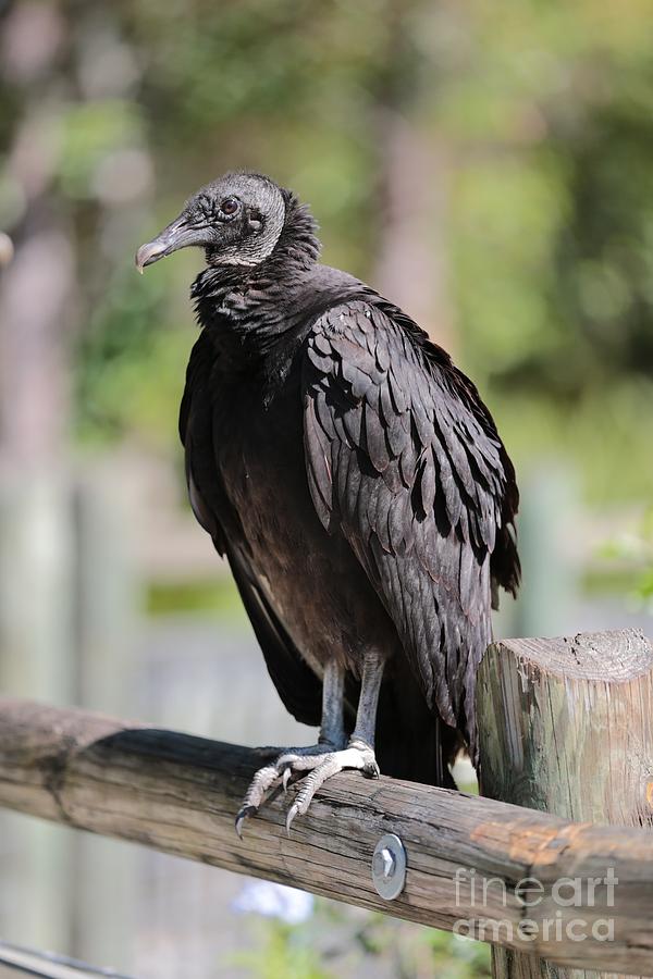 Black Vulture on the Boardwalk Photograph by Carol Groenen