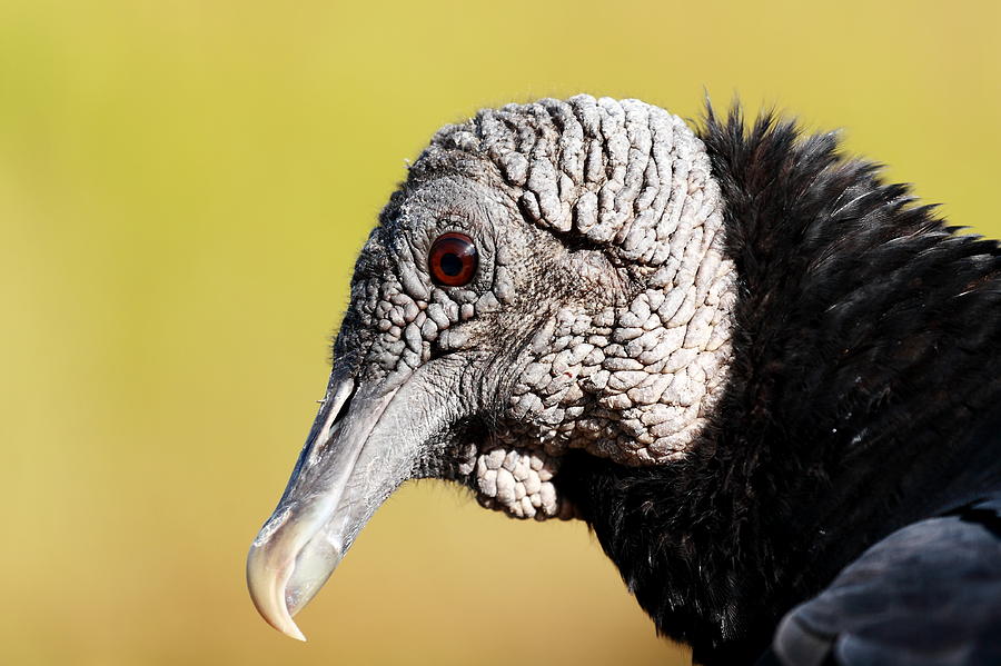 Black Vulture Portrait Photograph by Katherine White