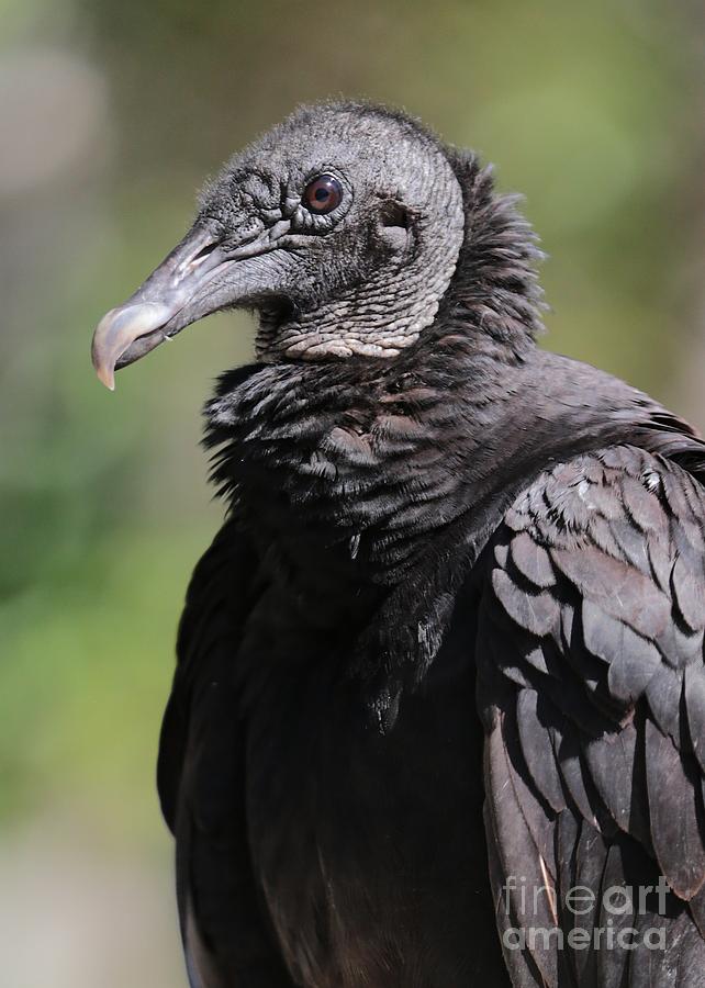 Black Vulture Profile Photograph by Carol Groenen