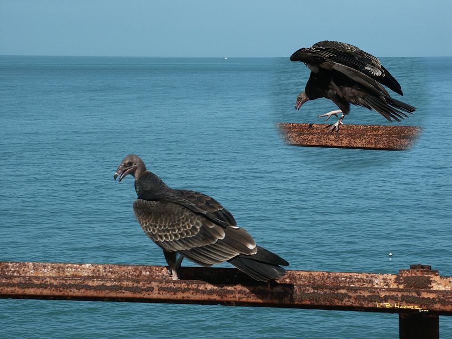 Black Vulture Photograph by R B Harper