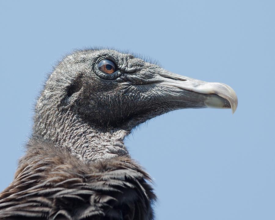 Black Vulture  Photograph by Rudy Umans