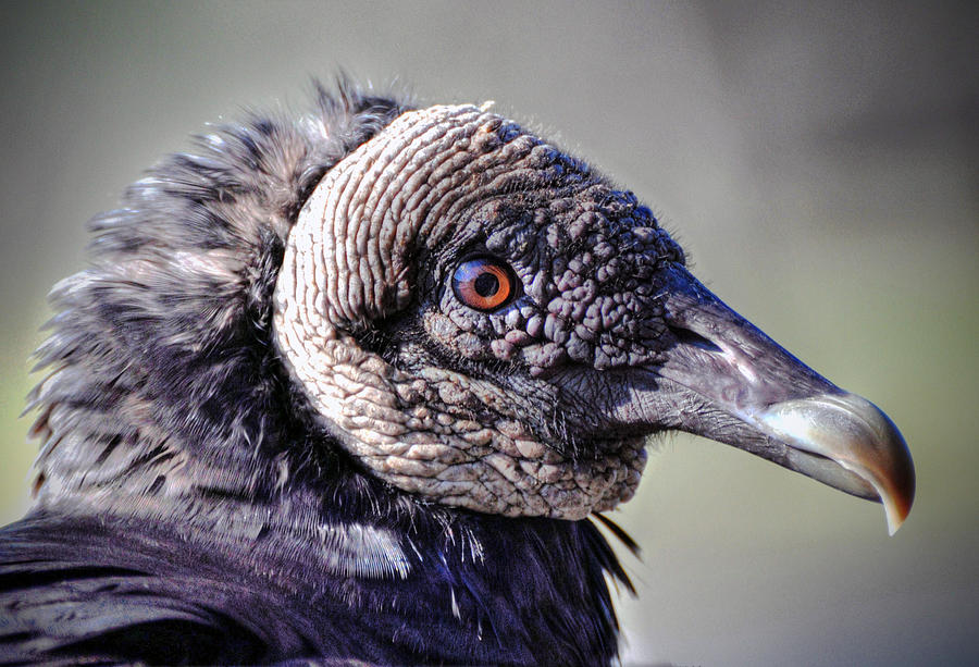 Black Vulture Photograph by Savannah Gibbs