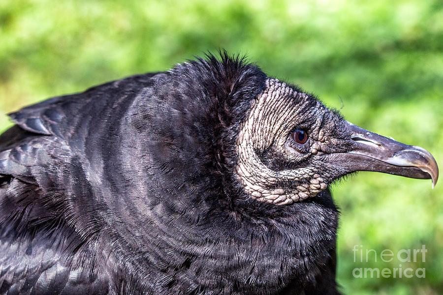 Nature Photograph - Black Vulture waiting for prey by Bernd Laeschke