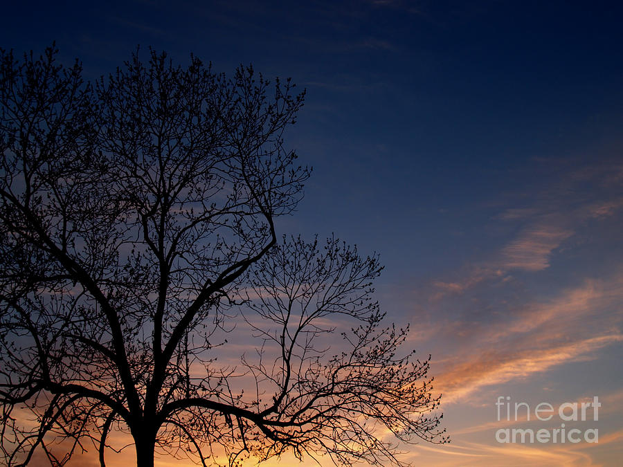 Black Walnut Tree in Sunset Photograph by Anna Lisa Yoder