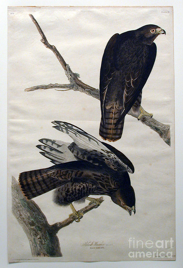 John James Audubon Drawing - Black Warrior  by Celestial Images