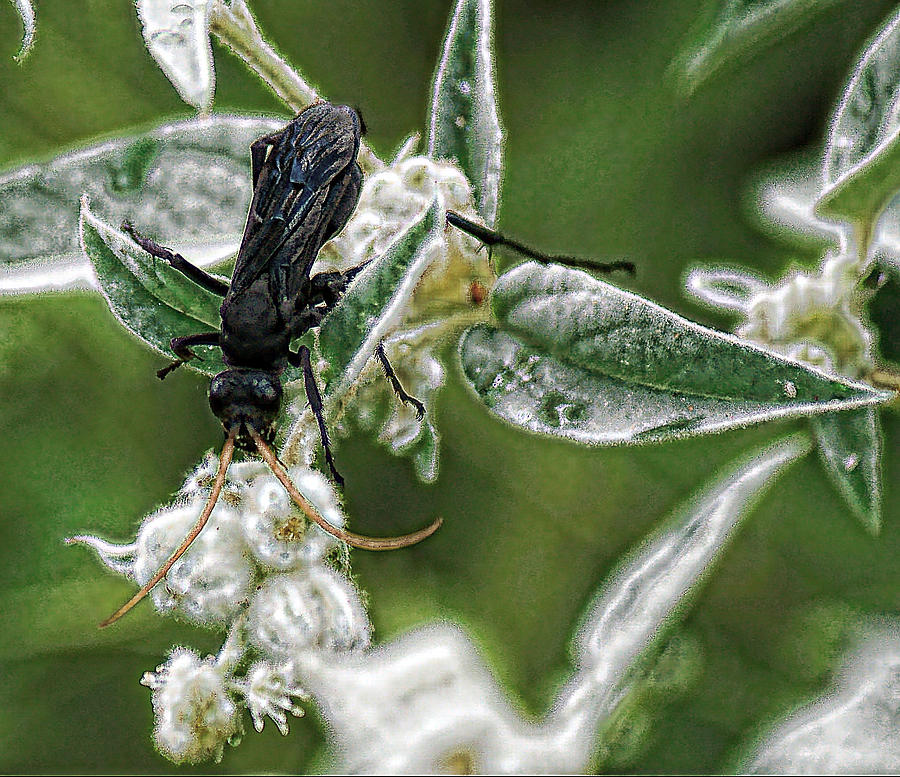 Insects Photograph - Black Wasp by Joe Bledsoe