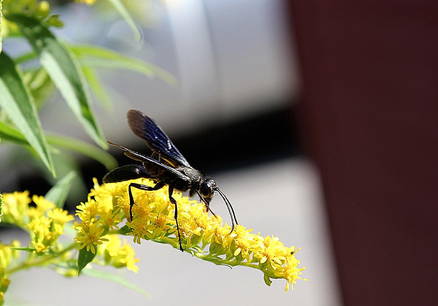 Black Wasp Photograph by Wayne Toutaint