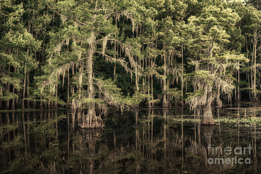 Black Water in Caddo Lake Photograph by Tamyra Ayles