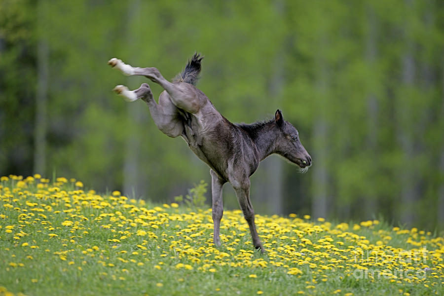 Black Welsh Mountain Pony Foal Photograph by Rolf Kopfle