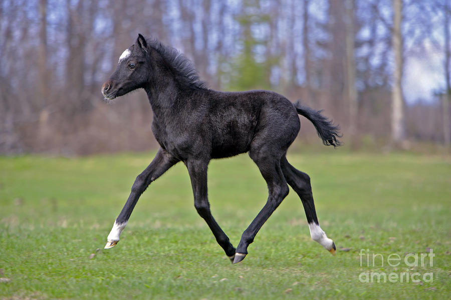 Black Welsh Mountain Pony Photograph by Rolf Kopfle