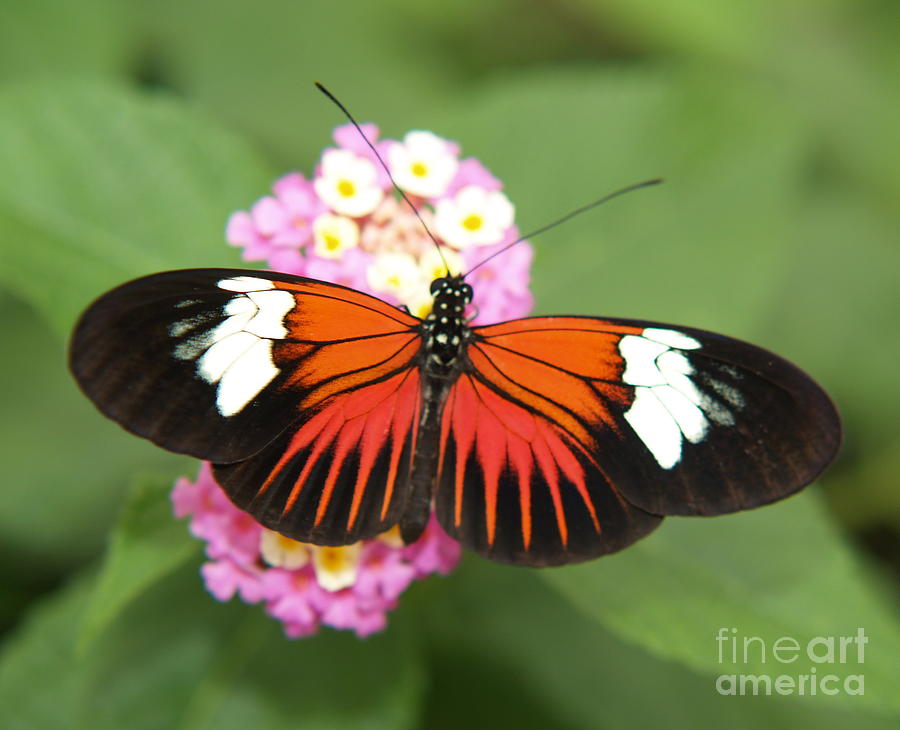 Бабочка черно оранжевая. Черно оранжевая бабочка. Зорька бабочка. Зорька бабочка фото. Зорька Эвфема бабочка.
