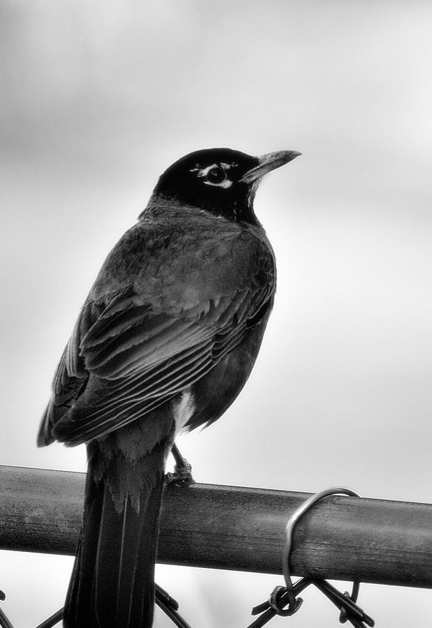 Black White Bird Photograph by Joan Han