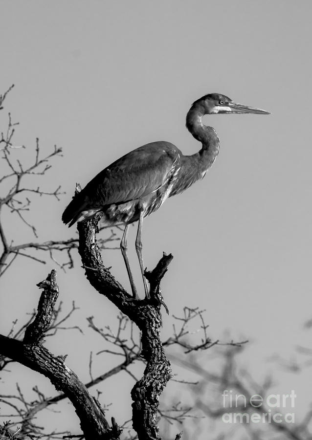 Black White And Blue Heron Photograph by Robert Frederick
