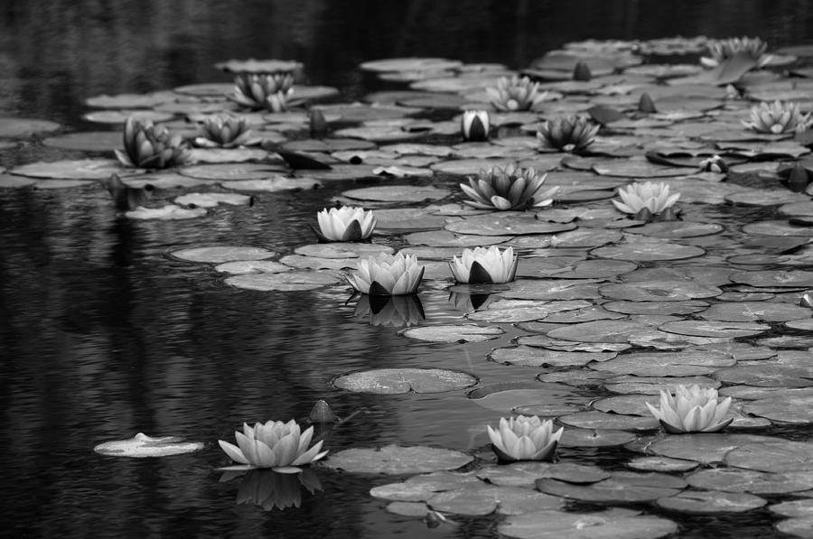 Black white  monet Photograph by Carolyn DAlessandro