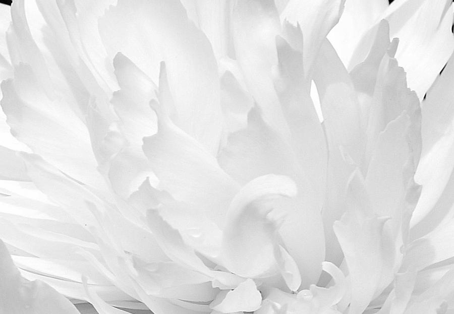 Black White Peony Petals Photograph by Joan Han