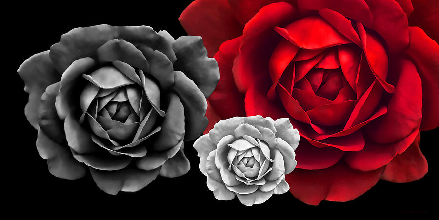 Black White Red Roses Abstract Photograph by Jennie Marie Schell