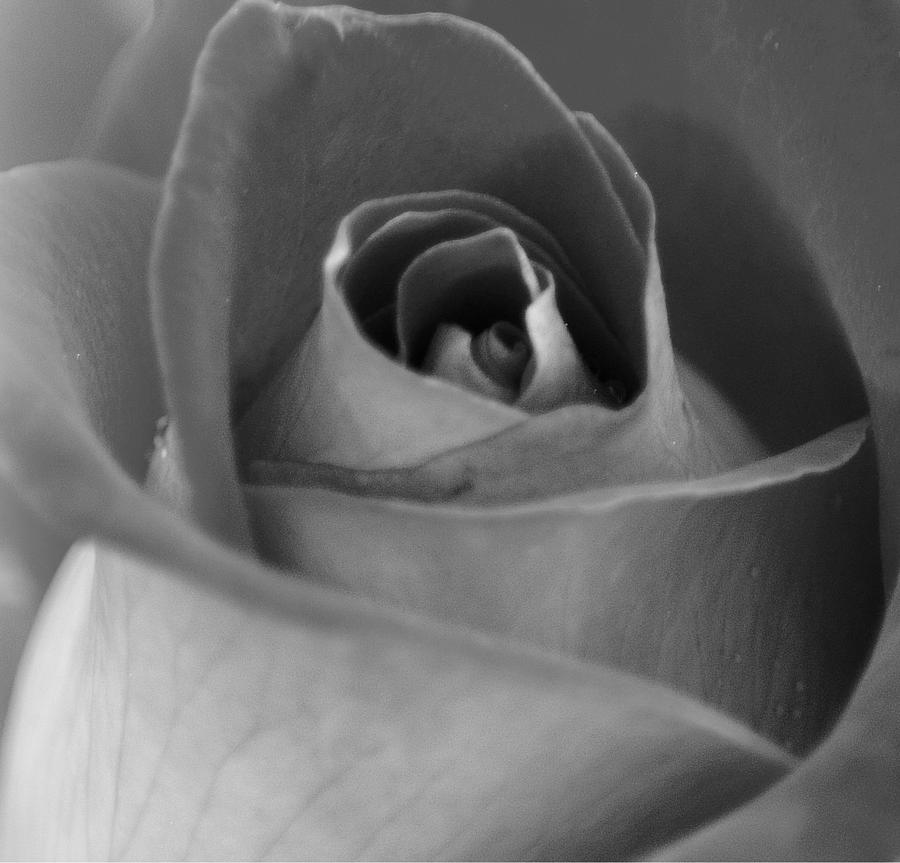 Black White Rose Photograph by Joan Han