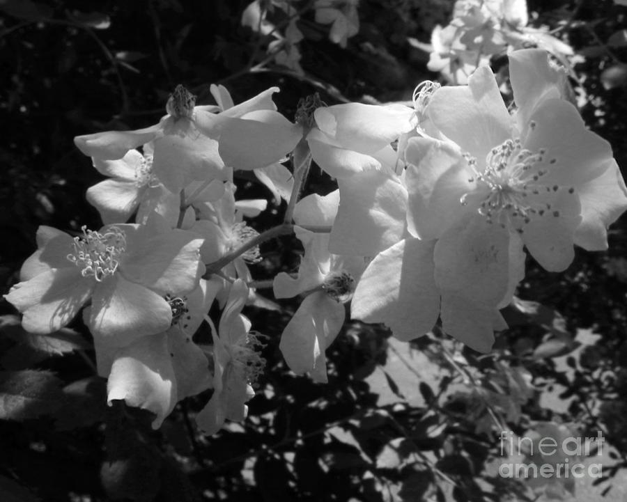 Flower Photograph - Black  white by Sue Rosen