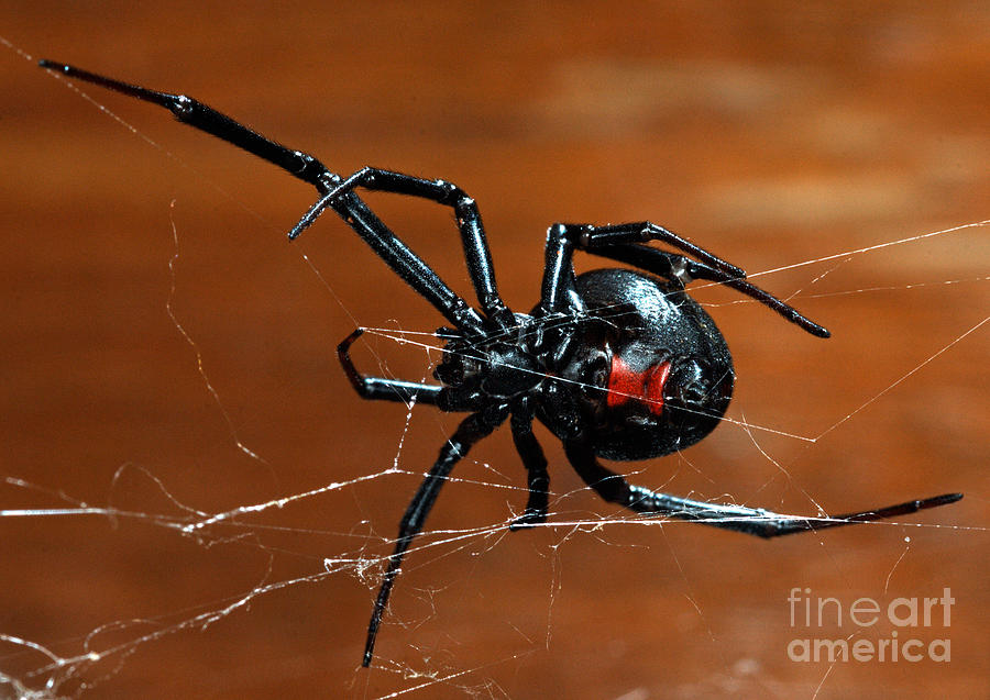 Black Widow Spider Photograph by Francesco Tomasinelli