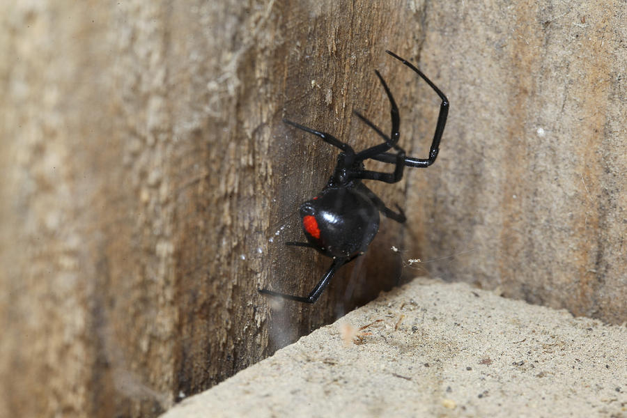 Black Widow Spider Photograph by Robert Camp