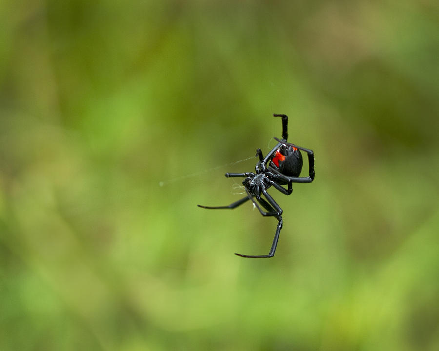 Spider Photograph - Black Widow Spider with Red Hour Glass by Kathy Clark
