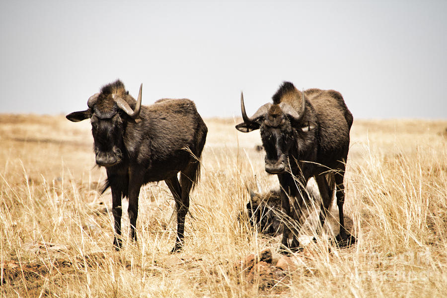 Black Wildebeest-Africa Photograph by Douglas Barnard