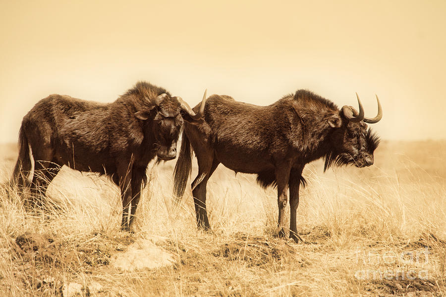 Black Wildebeest-Africa V2 Photograph by Douglas Barnard