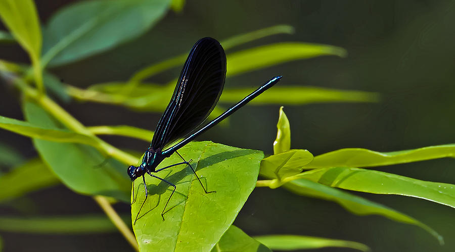 Black-winged Damselfly 2 Photograph by Michael Whitaker