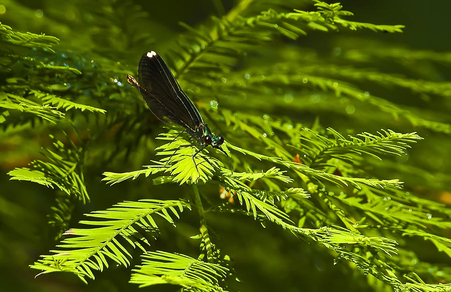 Black-winged Damselfly On  a Cyprus Branch Photograph by Michael Whitaker