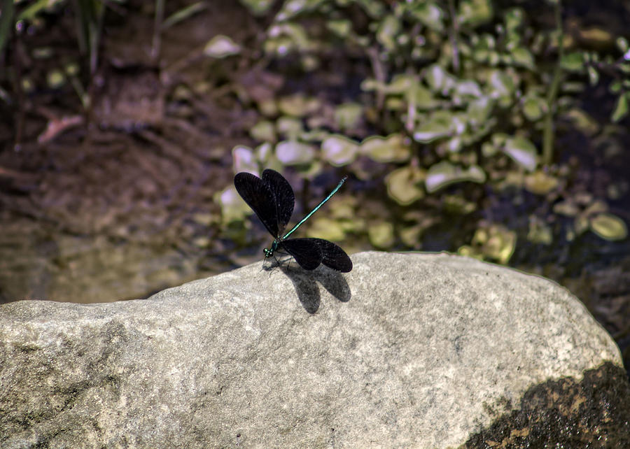 Black Winged Dragonfly Photograph by Teresa Wissen