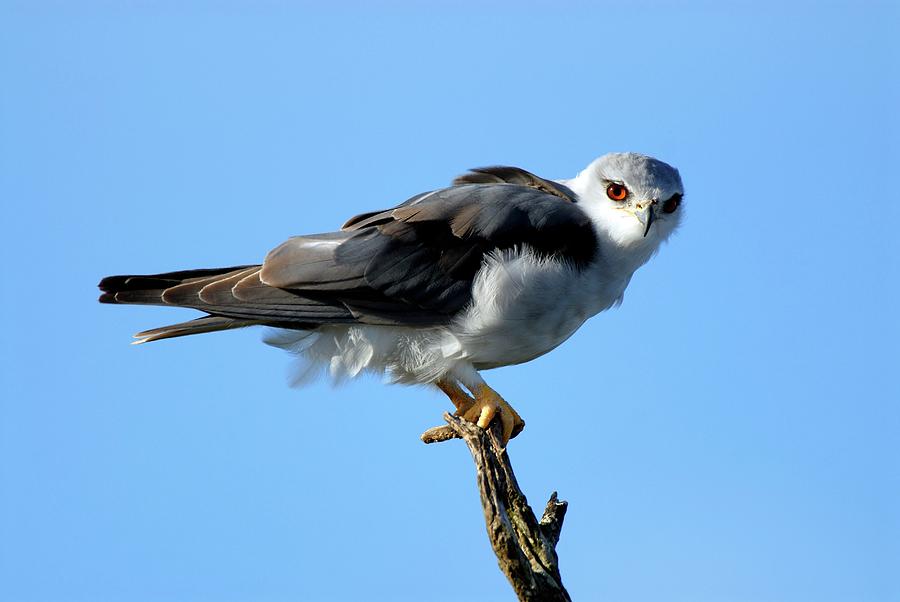 Black-winged Kite Photograph by Peter Chadwick/science Photo Library ...