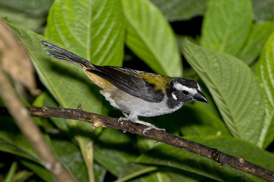 Black-winged Saltator Photograph by Anthony Mercieca - Fine Art America