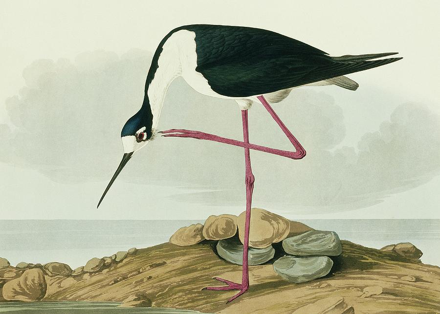 Black-winged Stilt Wading Bird Photograph by Natural History Museum ...