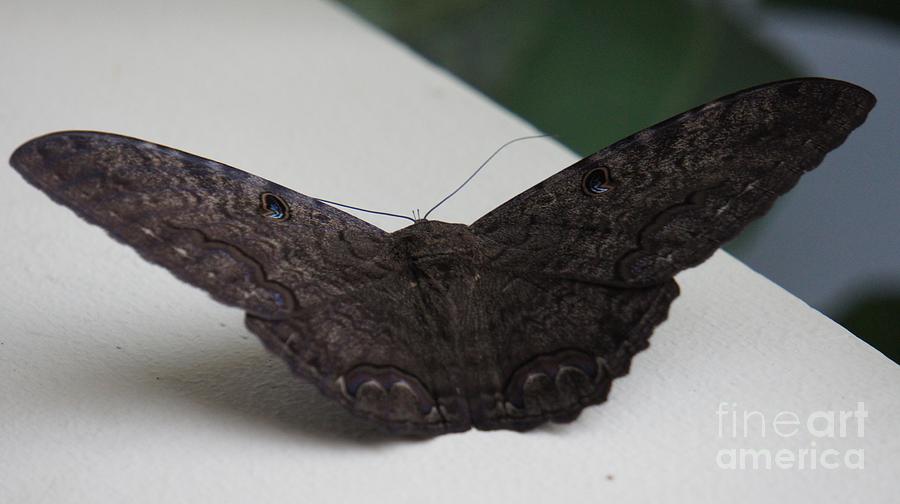 Black Witch Moth II Photograph by Lilliana Mendez