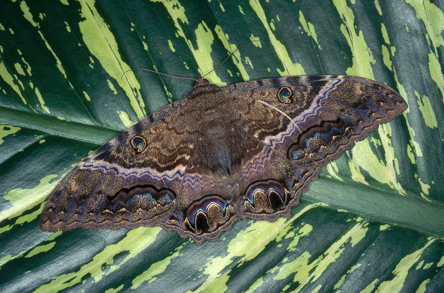 Wildlife Photograph - Black Witch Moth by John Mitchell