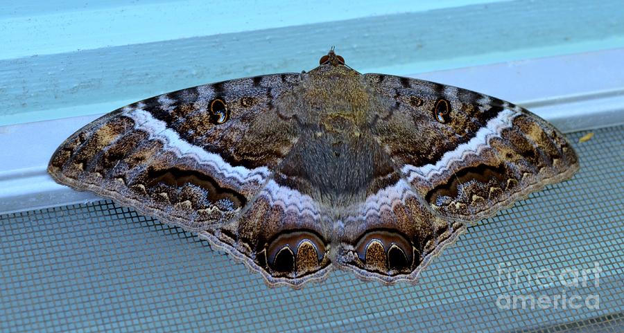 Black Witch Moth Photograph by Mary Deal