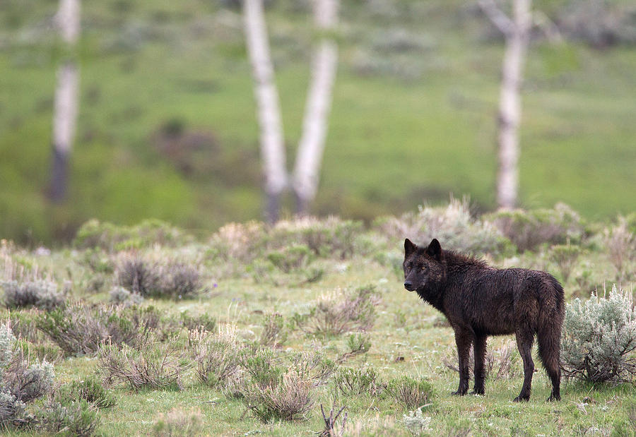 Black Wolf and Aspens Photograph by Max Waugh