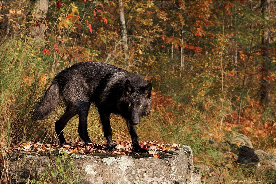Black Wolf Photograph by Daniel Behm