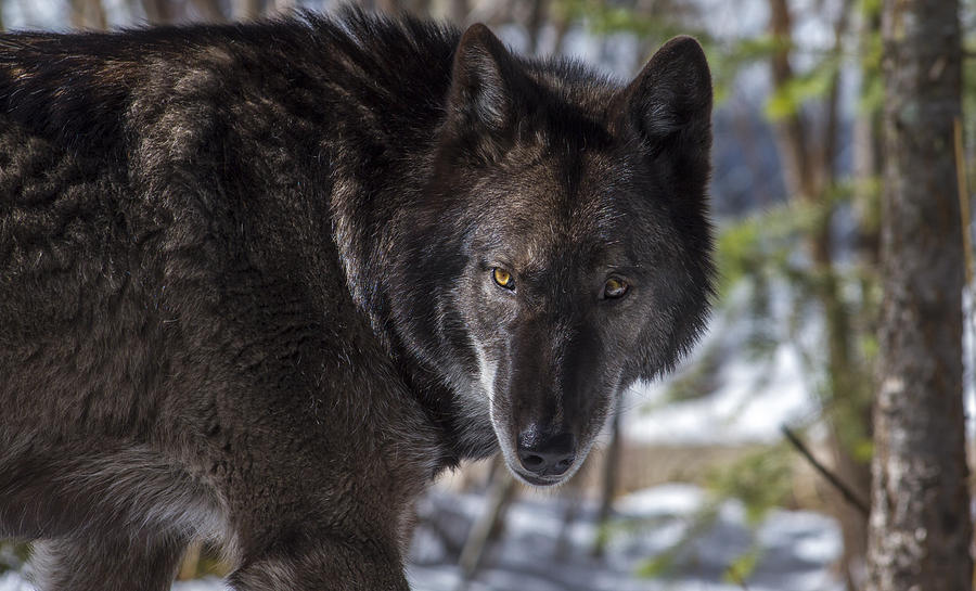 Black Wolf Photograph by Jeff Shumaker - Fine Art America