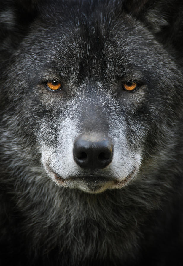 Black Wolf Portrait Photograph by Andyworks