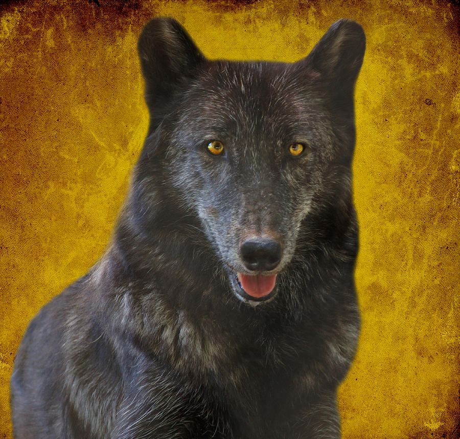 Wolves Photograph - Black Wolf by Sandy Keeton