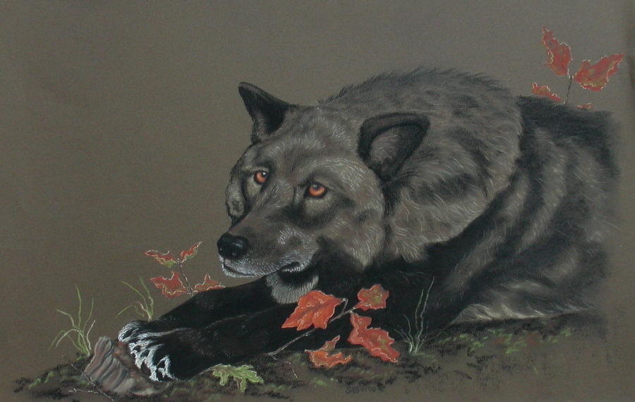 Black Wolf Drawing by Sherri Strikwerda | Fine Art America