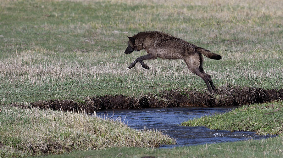 Black Wolf, Yellowstone Photograph by Michael J. Cohen, Photographer
