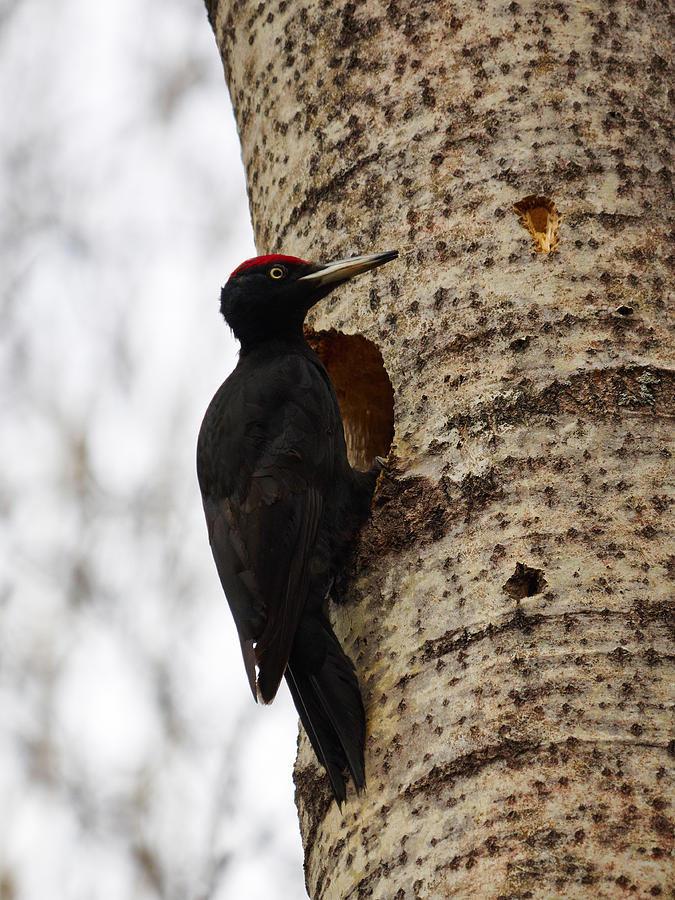 Black Woodpecker At Home Photograph