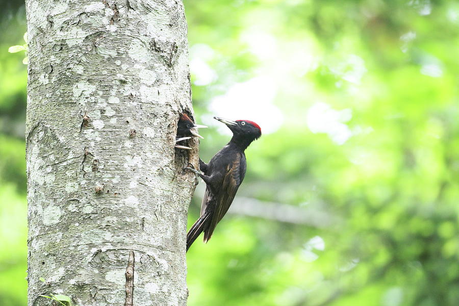 Black Woodpecker Photograph by Tsuntsun