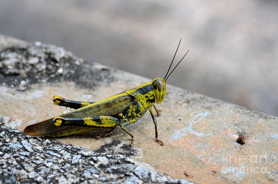 Black yellow and green camouflage grasshopper insect Photograph by Imran Ahmed