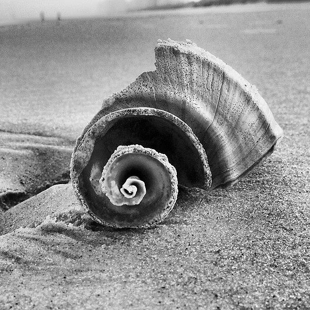 Beach Photograph - #blackandwhite #seashell #broken #beach by Tony Sinisgalli